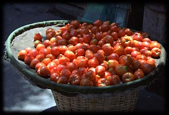 Tomatoes