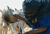 At the well, Essouk, Kidal Region